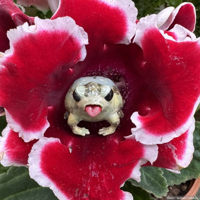 Из жизни лягухи-путешественницы