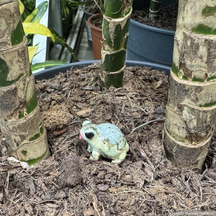 Из жизни лягухи-путешественницы