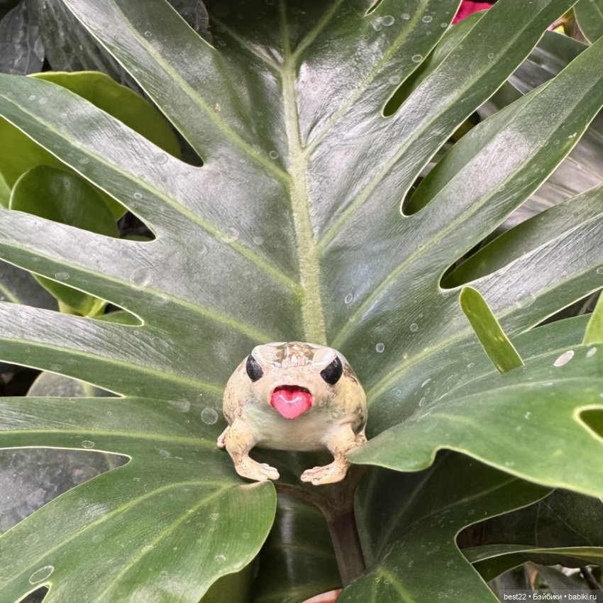 Из жизни лягухи-путешественницы