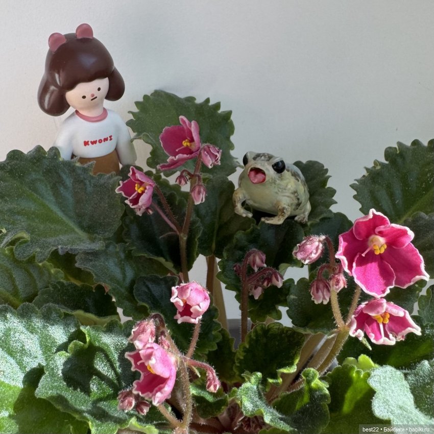 Из жизни лягухи-путешественницы (фото 4)