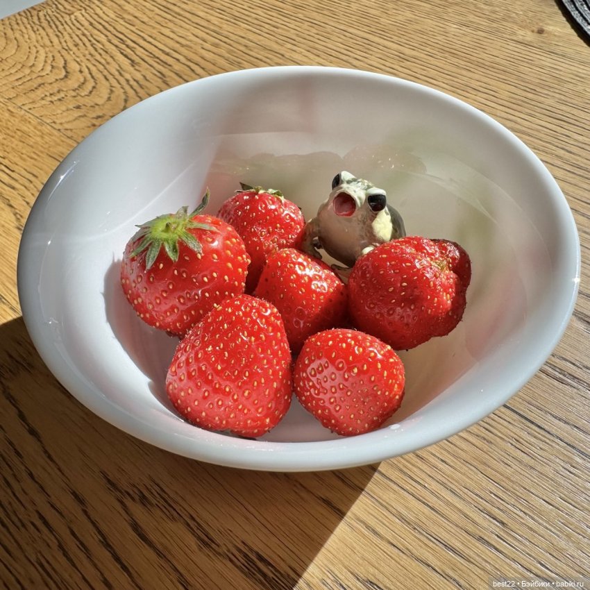 Из жизни лягухи-путешественницы