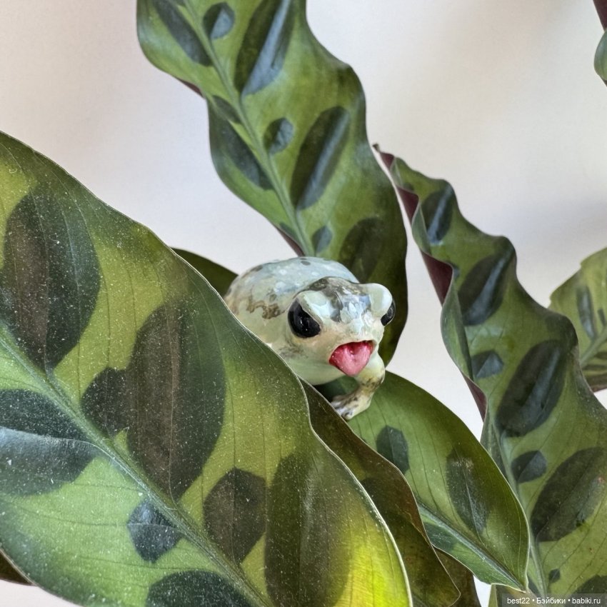 Из жизни лягухи-путешественницы