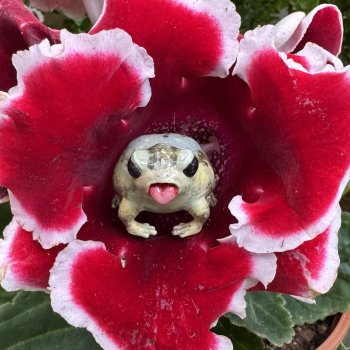 Из жизни лягухи-путешественницы