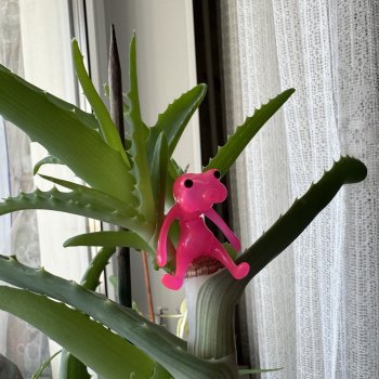 Цветовод-любитель головастик