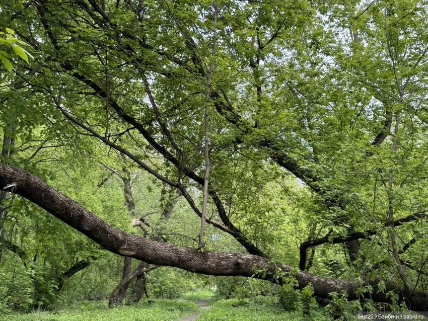 Новый друг Nico — Фигурки Studio