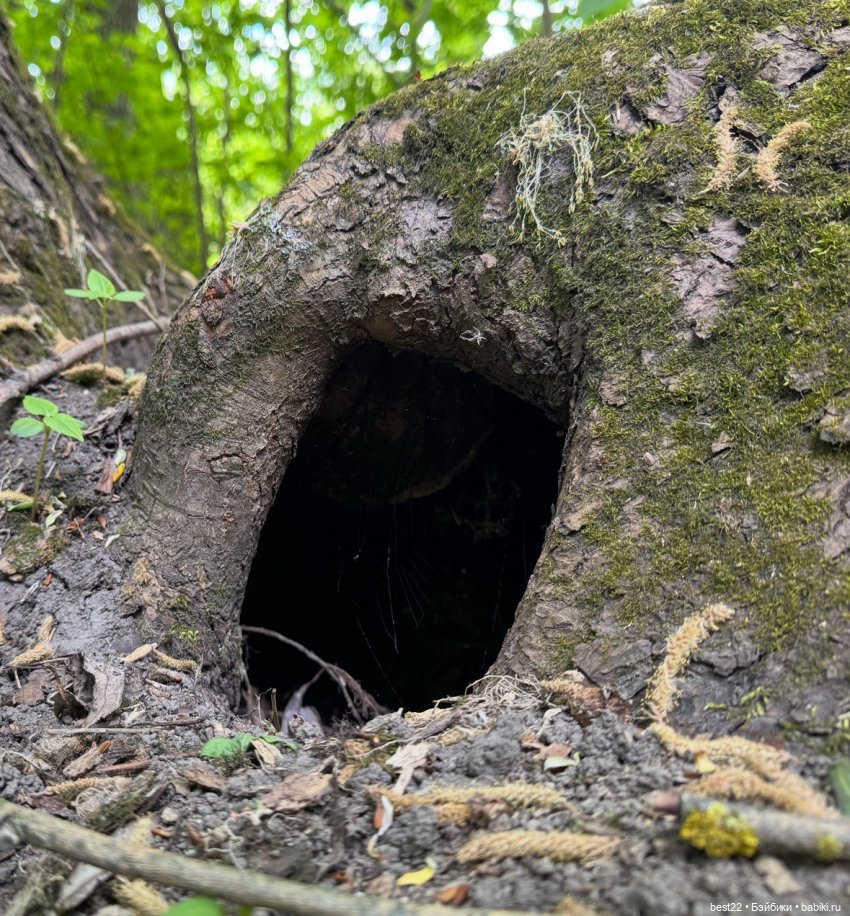 Новый друг Nico — Фигурки Studio (фото 2)