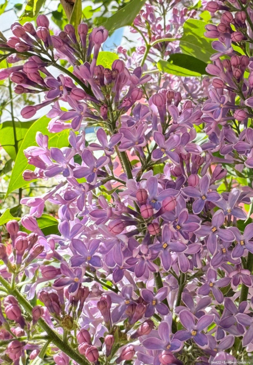 Фигурки mystery-e — Коллекционные фигурки (разное): животные (фото 6)