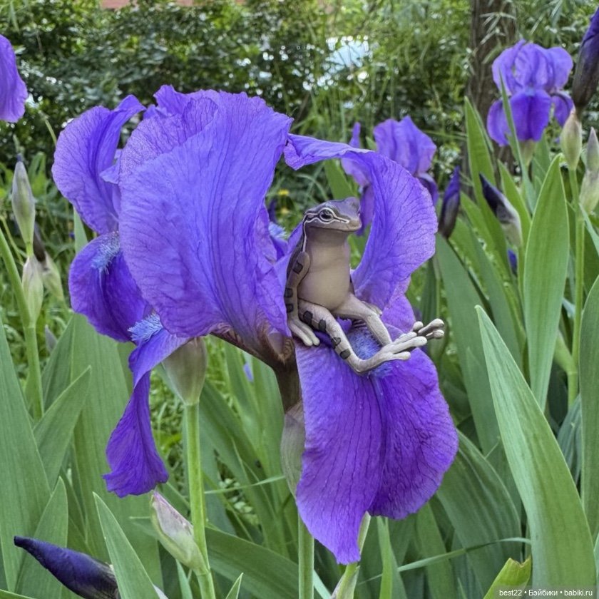 Улица, цветы, Акакий. Май-2025