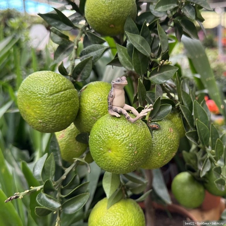 Улица, цветы, Акакий. Май-2025 (фото 3)