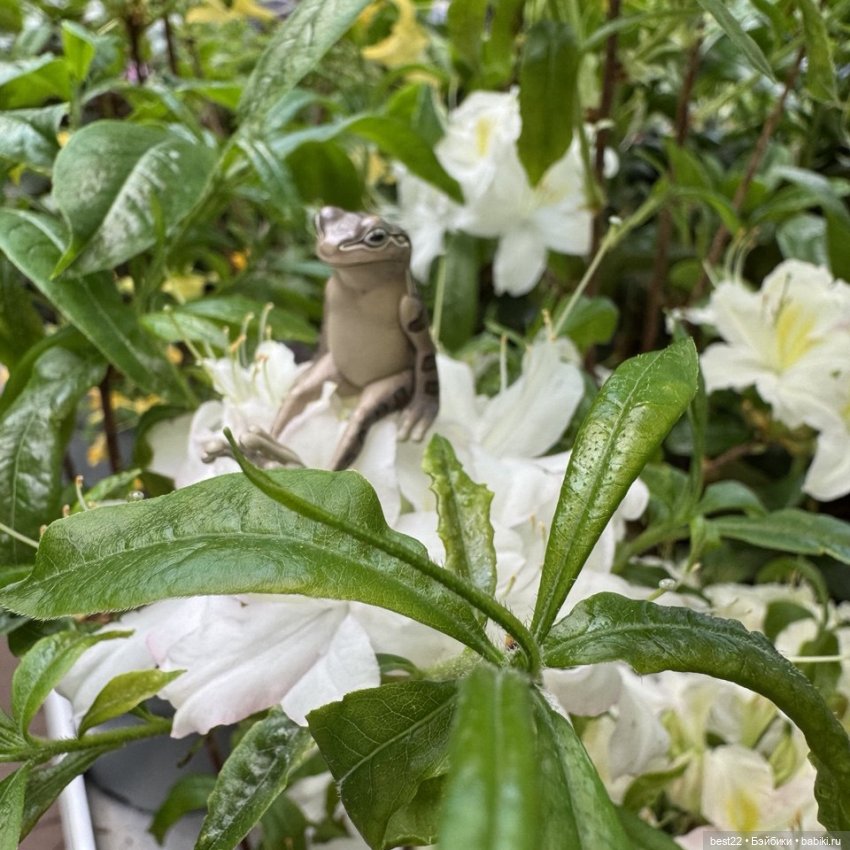 Улица, цветы, Акакий. Май-2025 (фото 2)