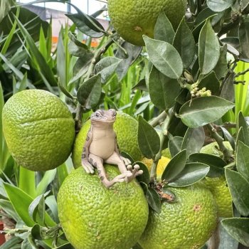 Улица, цветы, Акакий. Май-2025