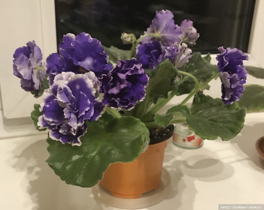 Енот Спартак от good_and_strange (фото 9)