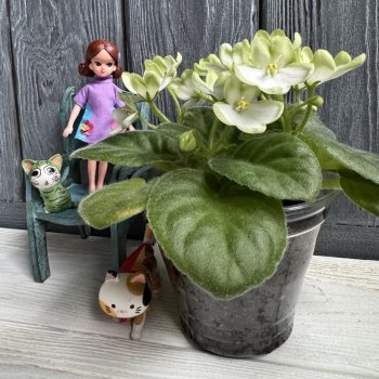 Фиалковое настроение