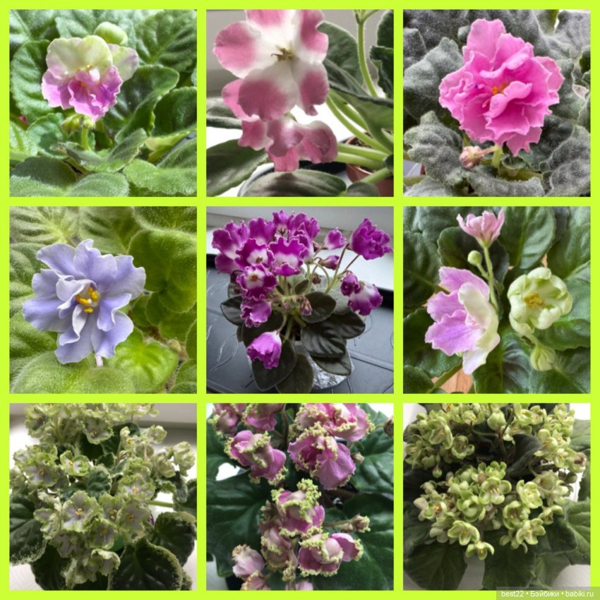 Фиалковое настроение — Красивая природа и цветы: фото пейзажей (фото 2)