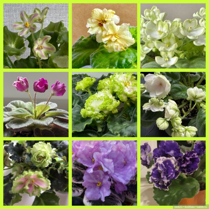 Фиалковое настроение — Красивая природа и цветы: фото пейзажей