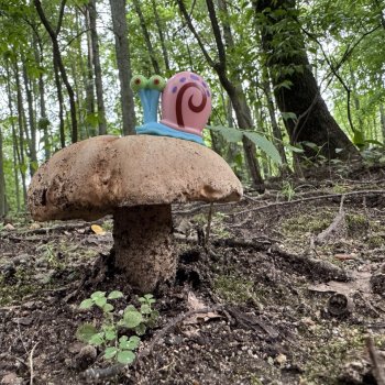 Грибник Гэри