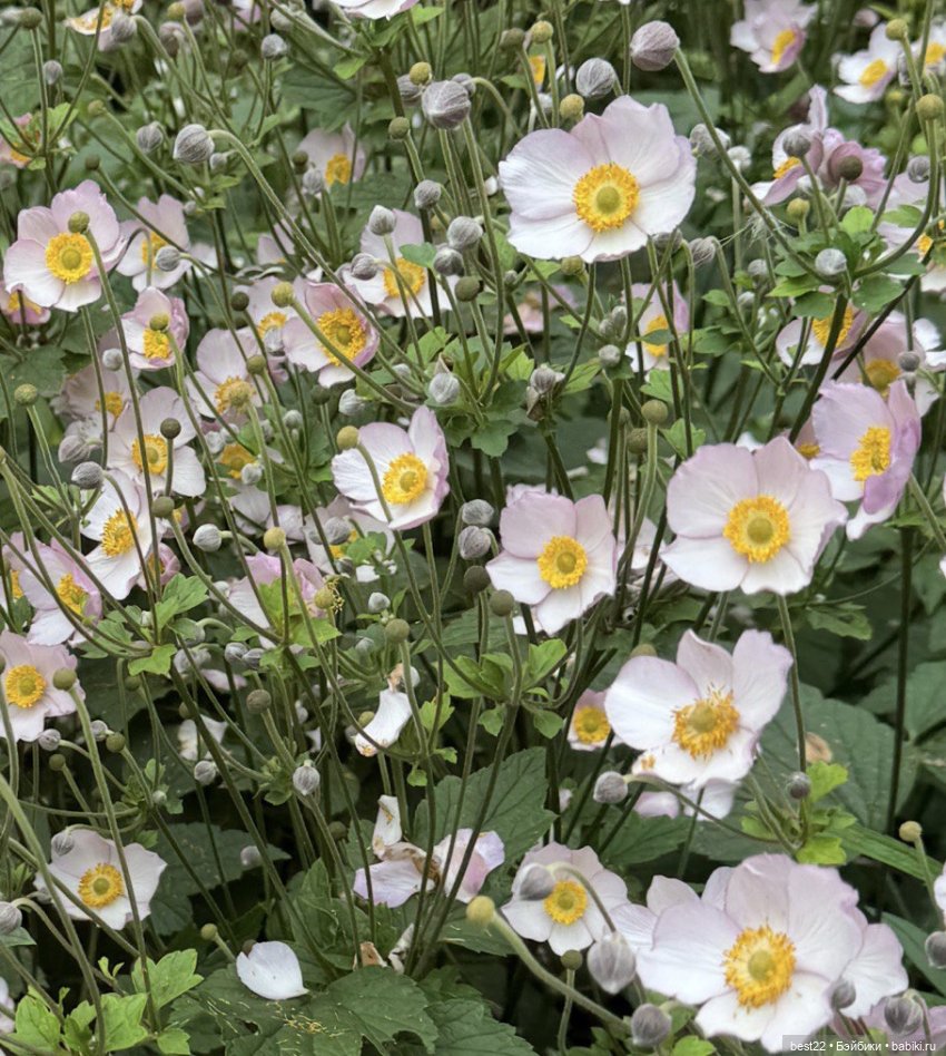 Цветочное лето-2025г с Kwoni