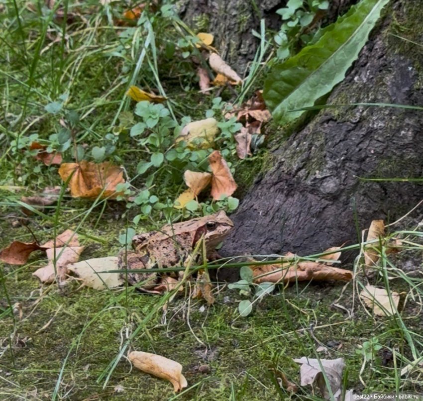 Осенний день с Мулей — Домашние фото авторских игрушек: Тедди (фото 9)
