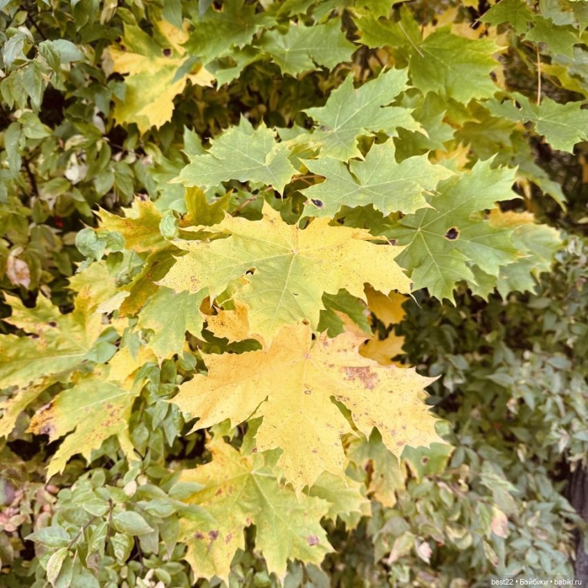 Осенний день с Мулей — Домашние фото авторских игрушек: Тедди