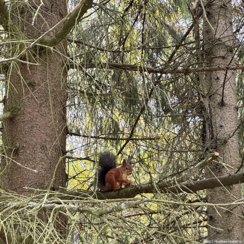Осенний день с Мулей — Домашние фото авторских игрушек: Тедди