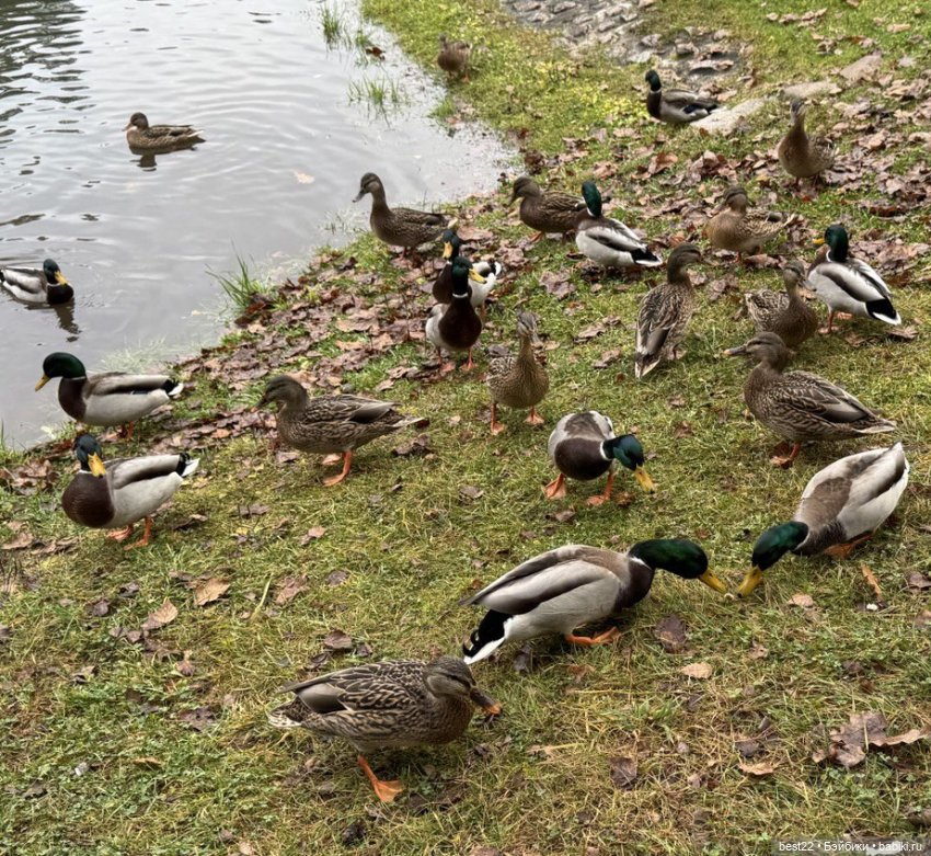 Фигурка Uraname — Коллекционные фигурки (разное): животные