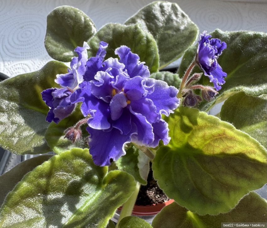 Первая весна Мяуса | Бэйбики Первая весна Мяуса — Авторские игрушки из дерева: резьба (фото 2)