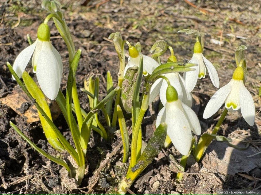 Первая весна Мяуса | Бэйбики Первая весна Мяуса — Авторские игрушки из дерева: резьба (фото 4)