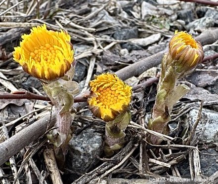 Первая весна Мяуса | Бэйбики Первая весна Мяуса — Авторские игрушки из дерева: резьба