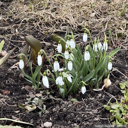 Первая весна Мяуса | Бэйбики Первая весна Мяуса — Авторские игрушки из дерева: резьба (фото 5)