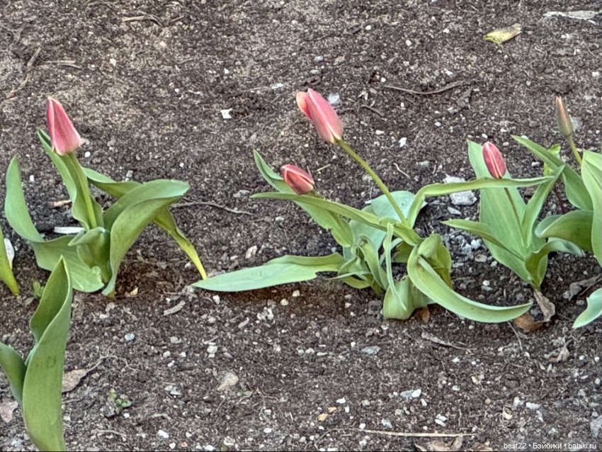 Первая весна Мяуса | Бэйбики Первая весна Мяуса — Авторские игрушки из дерева: резьба (фото 10)