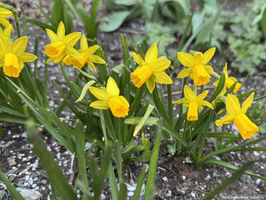 Первая весна Мяуса | Бэйбики Первая весна Мяуса — Авторские игрушки из дерева: резьба (фото 9)