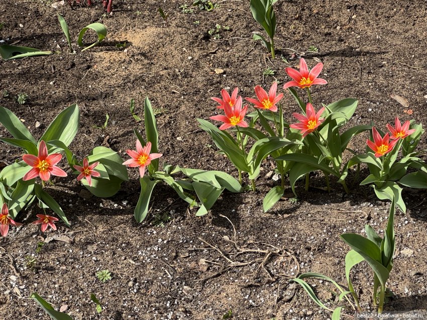 Первая весна Мяуса | Бэйбики Первая весна Мяуса — Авторские игрушки из дерева: резьба