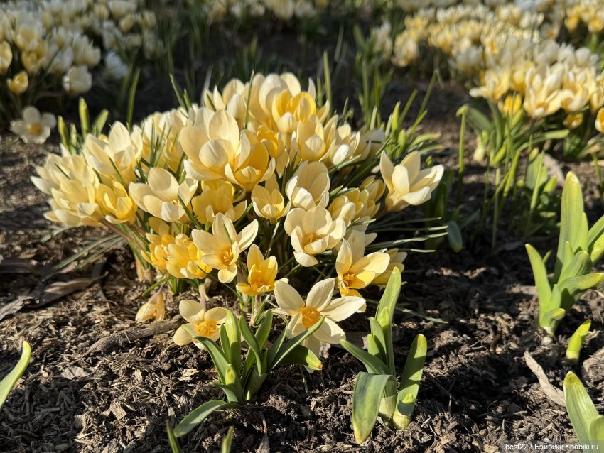 Первая весна Мяуса | Бэйбики Первая весна Мяуса — Авторские игрушки из дерева: резьба