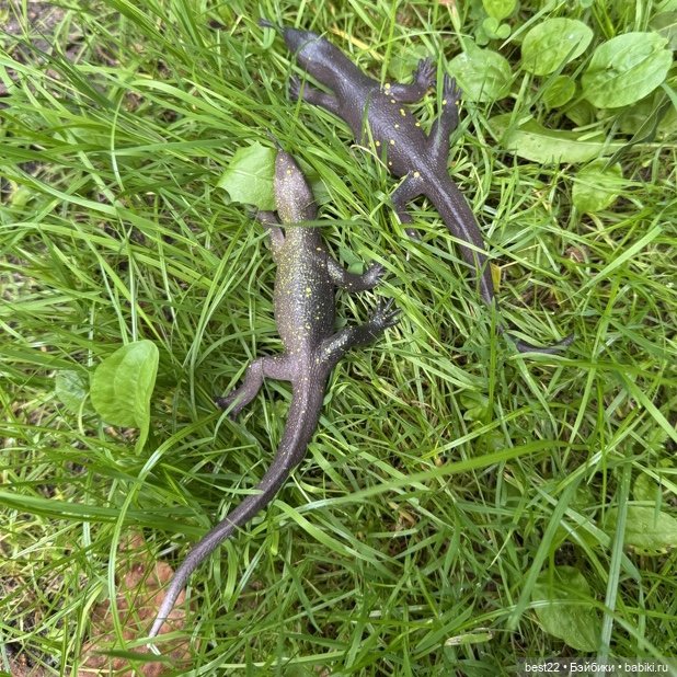 Из жизни игрушечных ящериц (фото 4)
