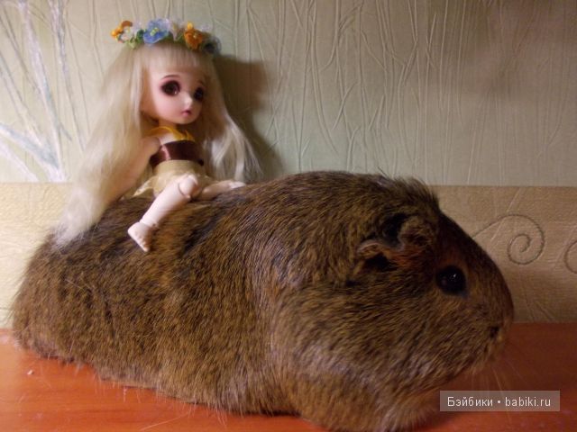 Майя Майя