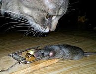 Беда не приходит одна, или дешёвый сыр в мышеловке (фото 2)