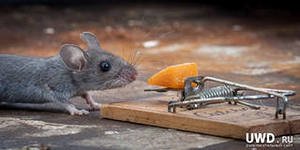 Беда не приходит одна, или дешёвый сыр в мышеловке