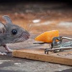 Беда не приходит одна, или дешёвый сыр в мышеловке.