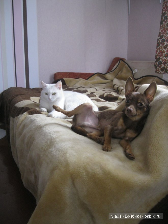 Дачные прогулки моих девочек