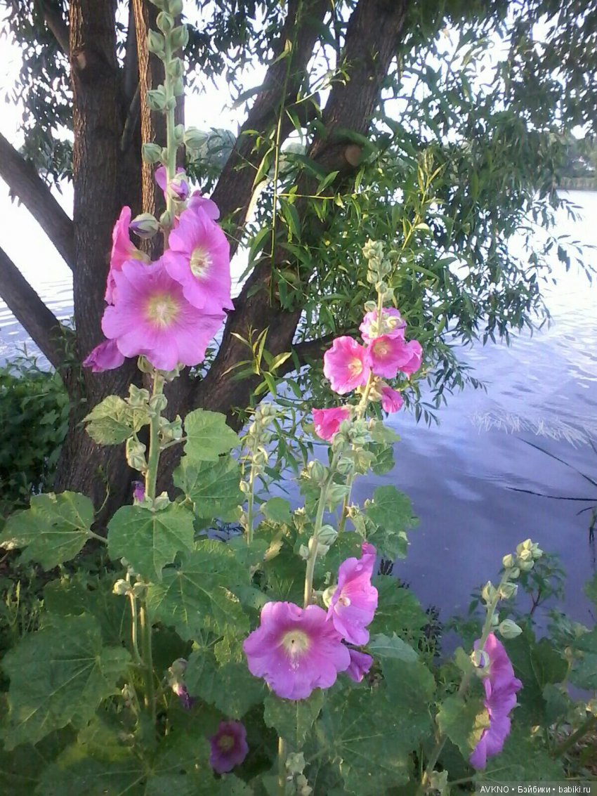 Наши красоты,природы — Болталка и разговоры обо всем: жизнь