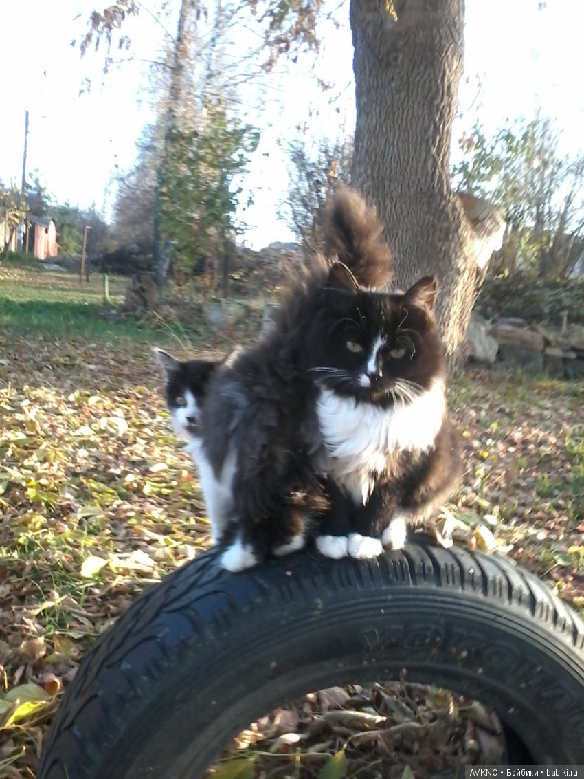 Мягкие,пушистые наши друзья