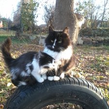 Мягкие,пушистые наши друзья!