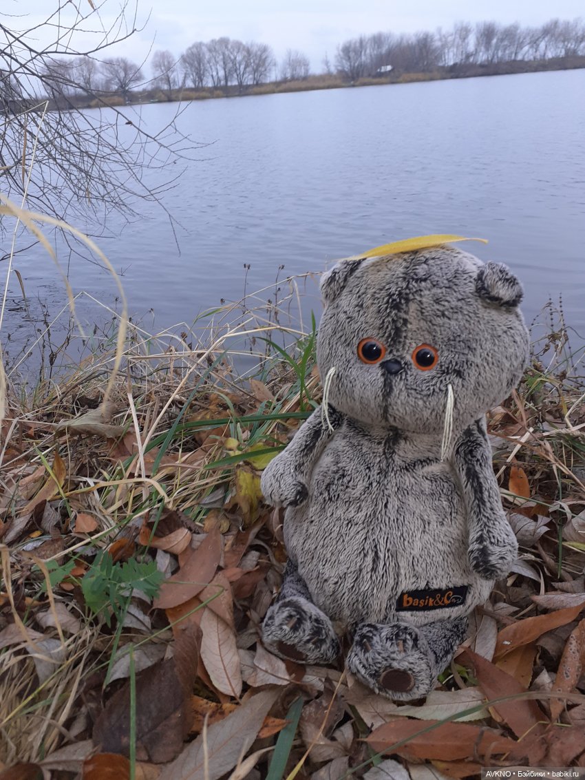 Прогулка Басика — Кот Басик (фото 6)