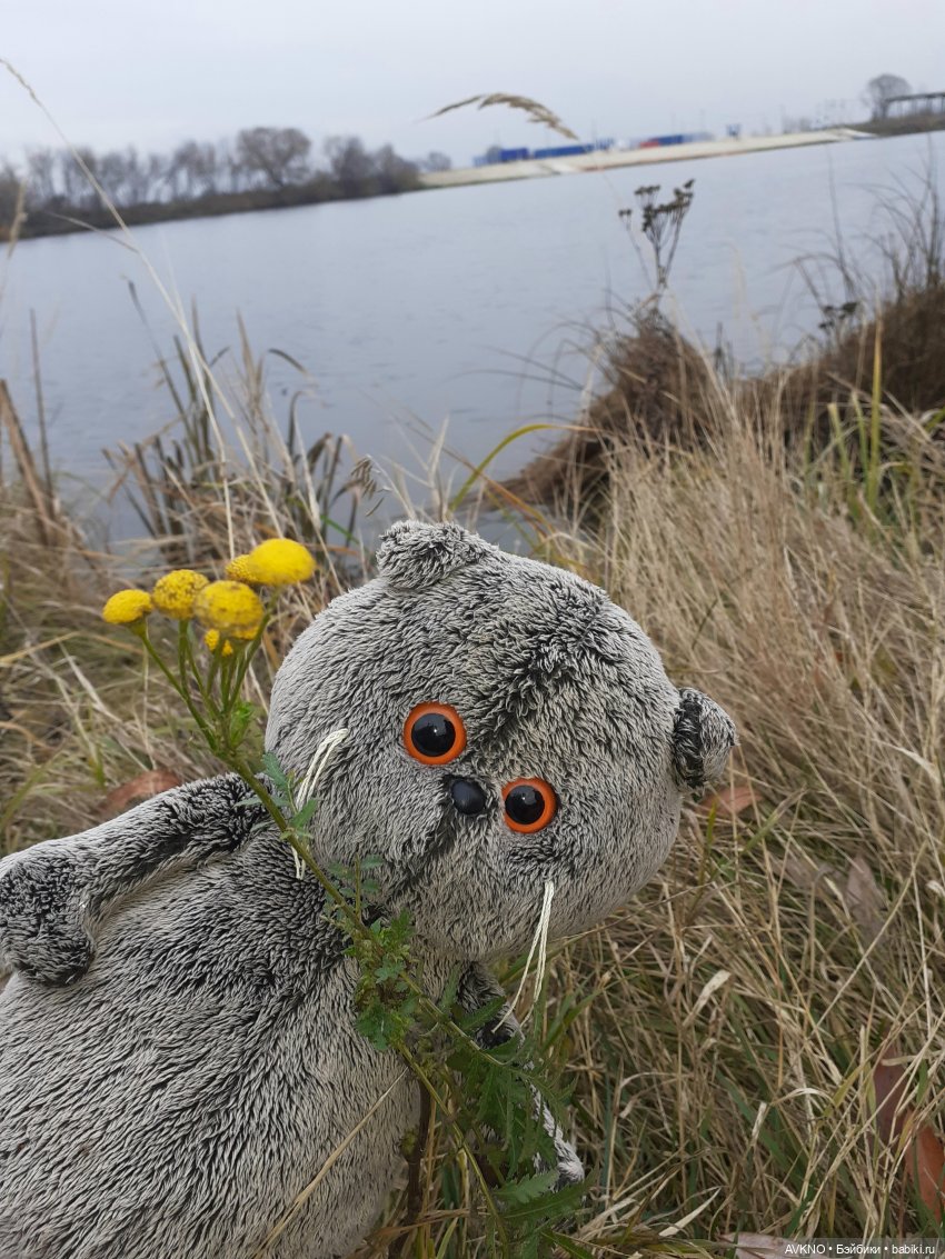 Прогулка Басика — Кот Басик (фото 4)