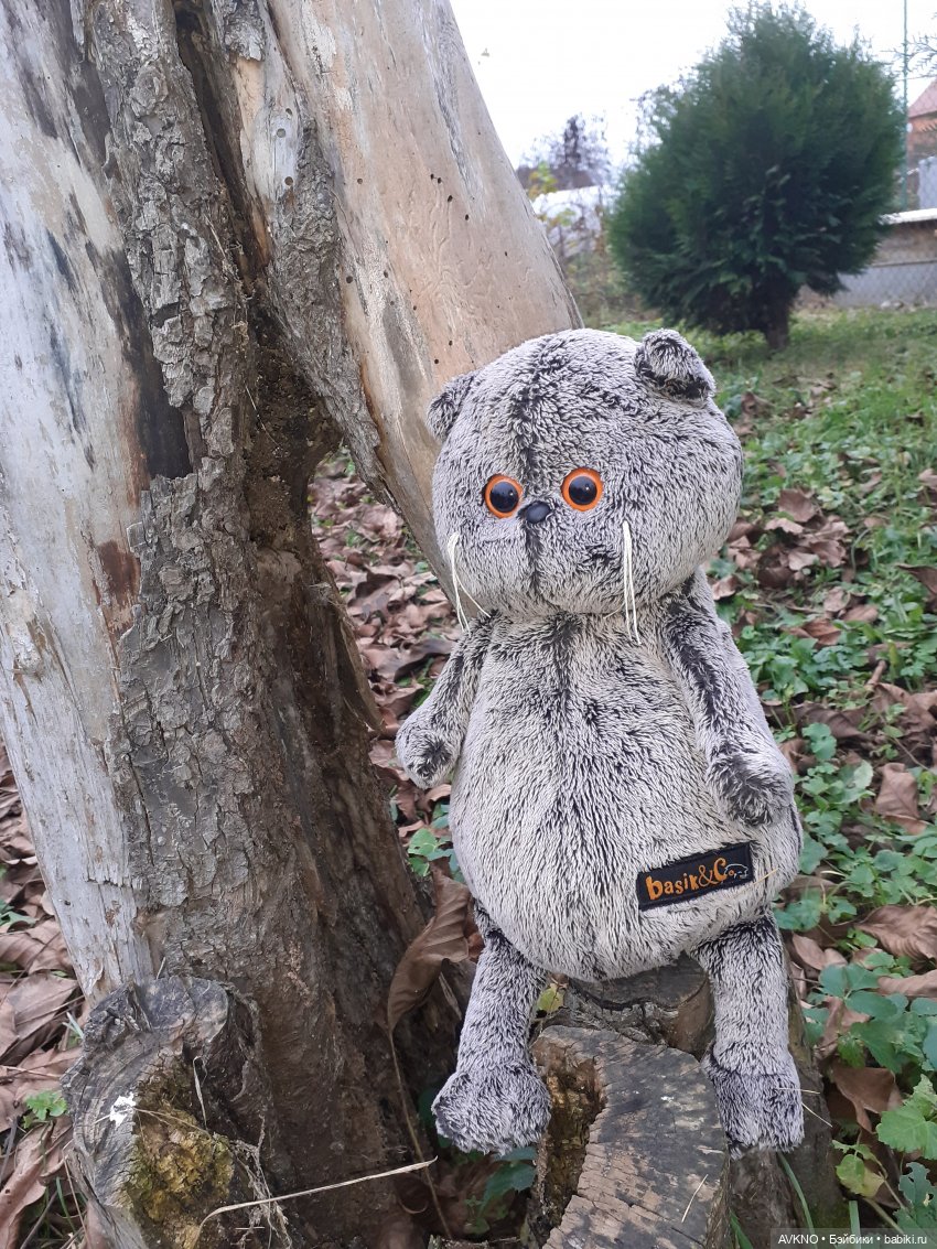 Прогулка Басика — Кот Басик