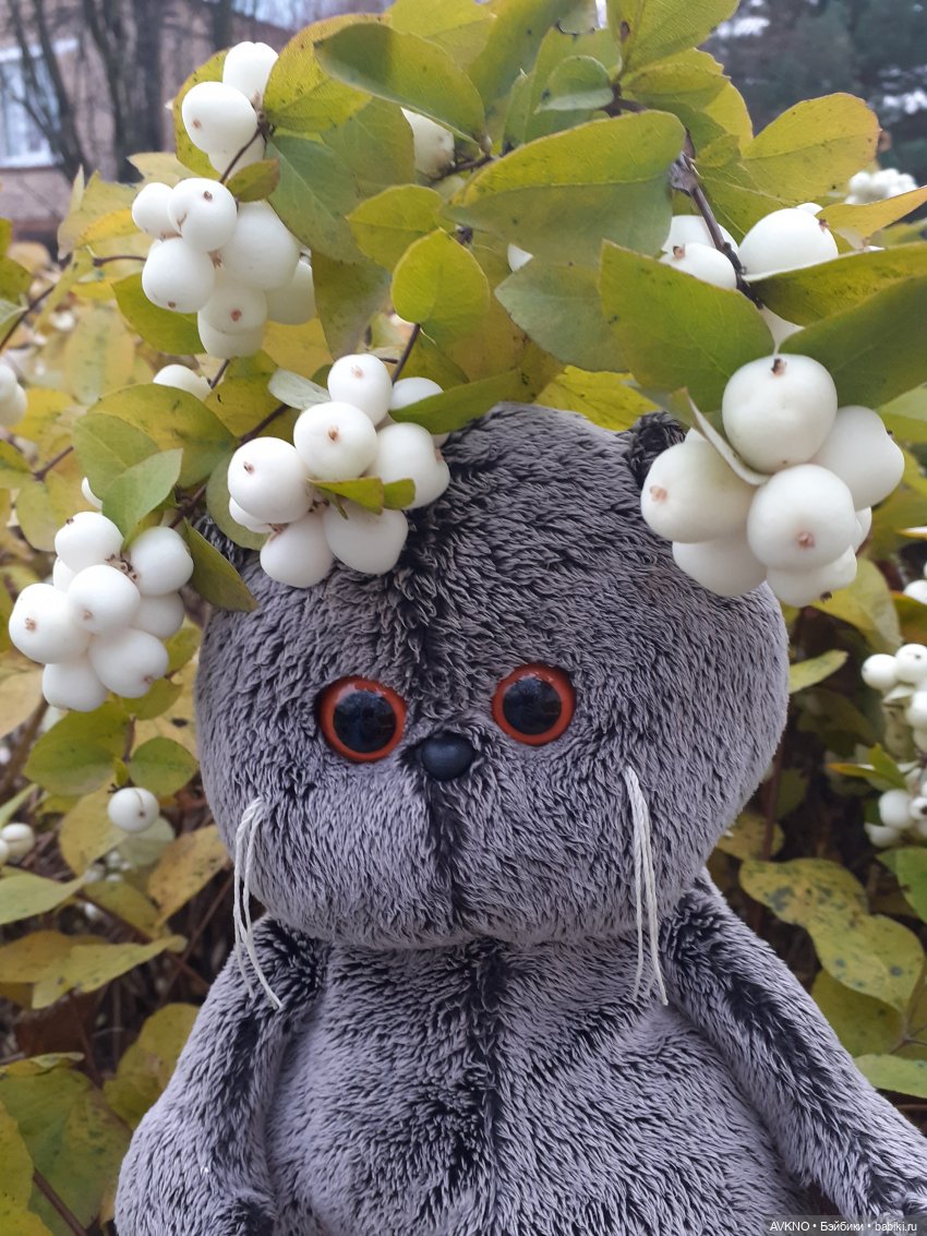 Прогулка Басика — Кот Басик (фото 3)