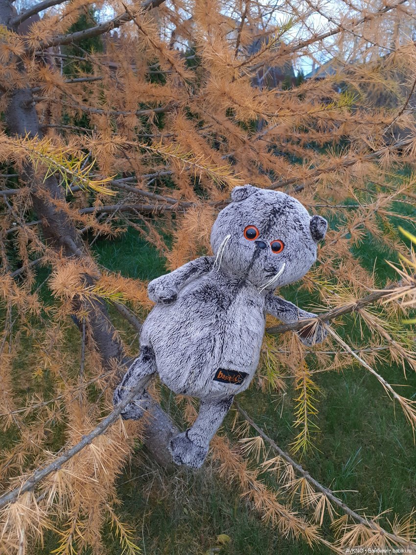 Прогулка Басика — Кот Басик