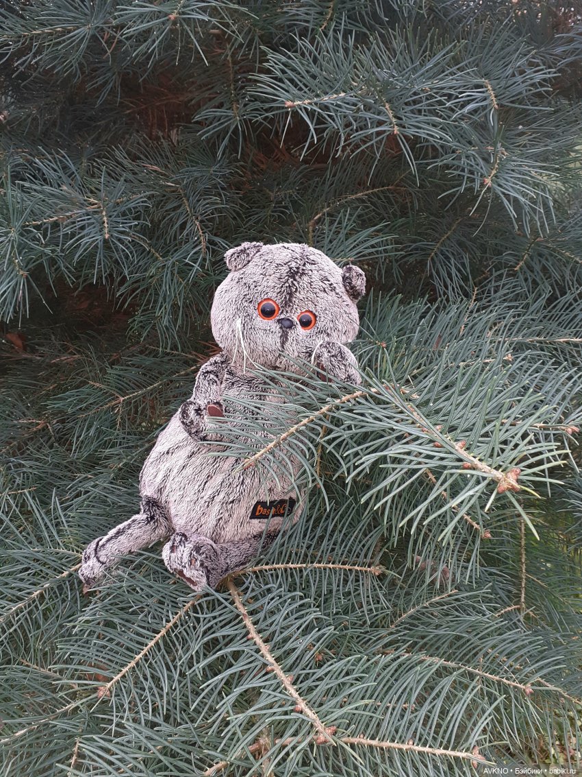 Прогулка Басика — Кот Басик