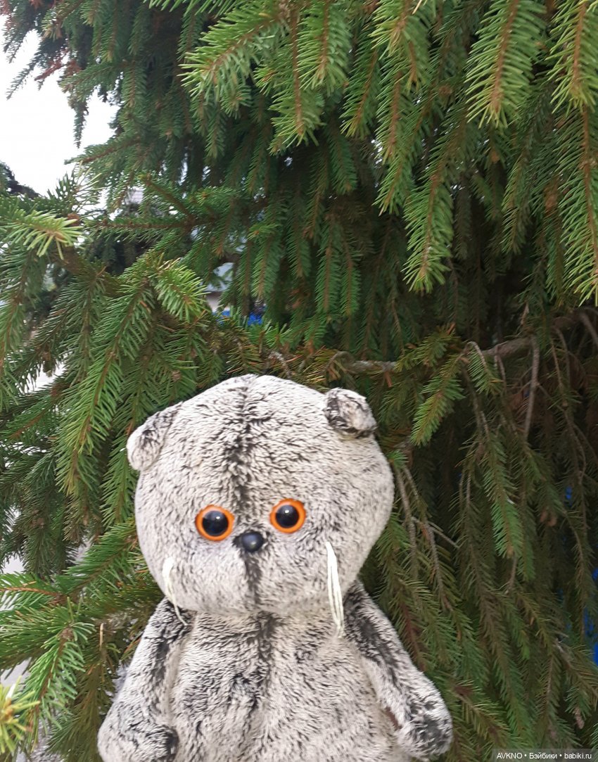 Прогулка Басика — Кот Басик (фото 9)