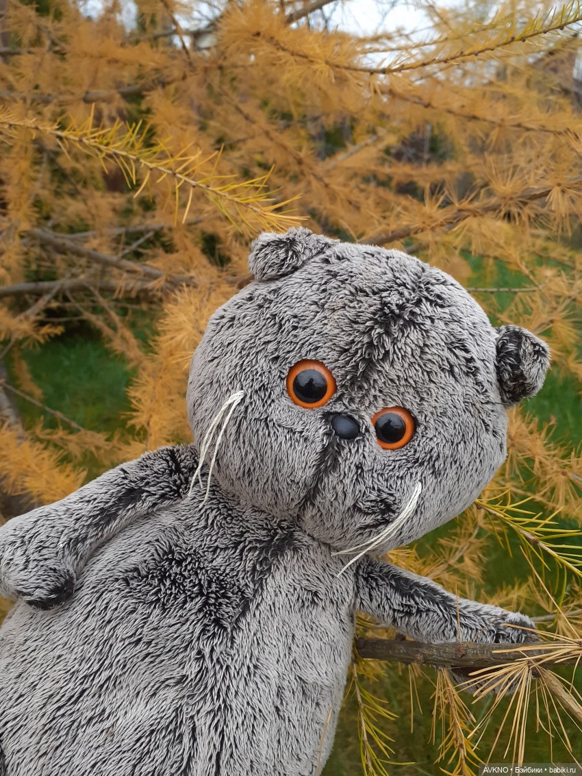 Прогулка Басика — Кот Басик